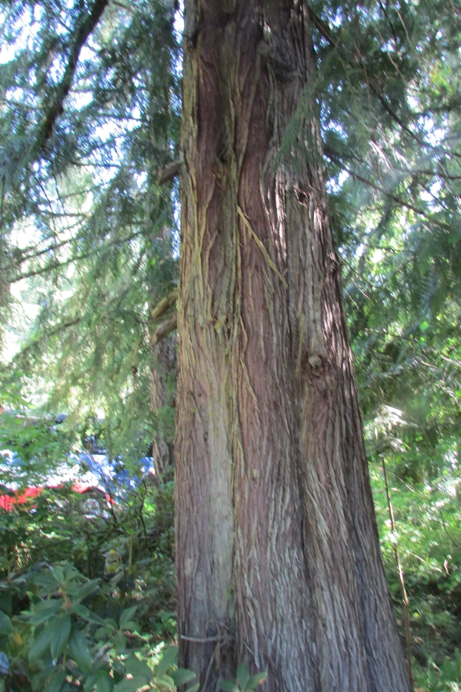 Red Cedar (Juniperus Virginiana) — emerge after the inconspicuous spring blooming
