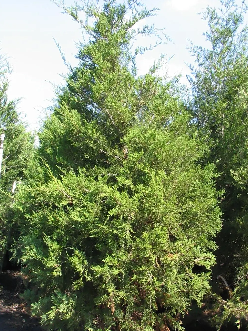 Red Cedar (Juniperus Virginiana) — During the winter, the foliage may develop bronze-toned highlights, adding seasonal interest; commonly referred to as the