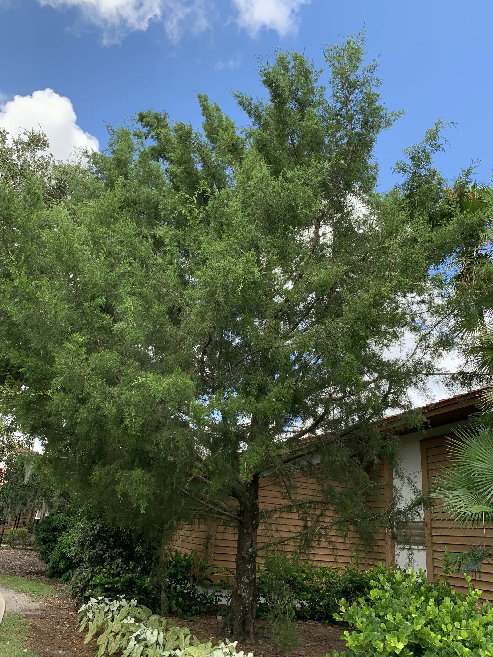 Red Cedar (Juniperus Virginiana) — Noteworthy is its ability to perform as a natural windbreak or privacy screen; consider providing sufficient space for the