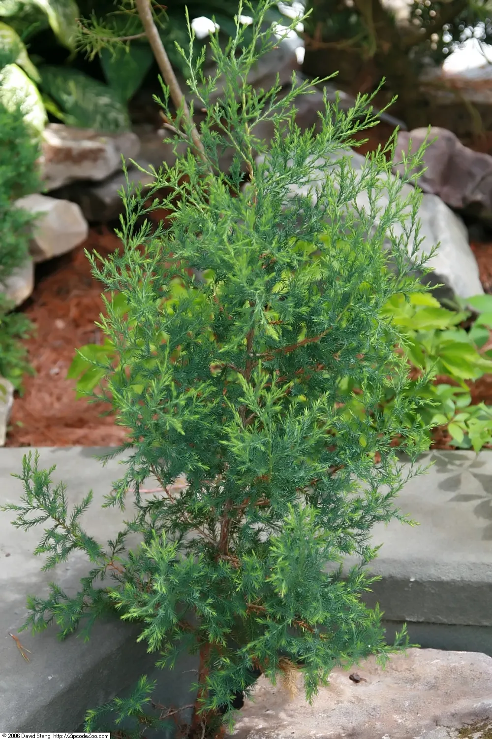 Red Cedar (Juniperus Virginiana) — This native tree thrives in zones 2-9, preferring full sun; noteworthy is its ability to perform as a natural windbreak or