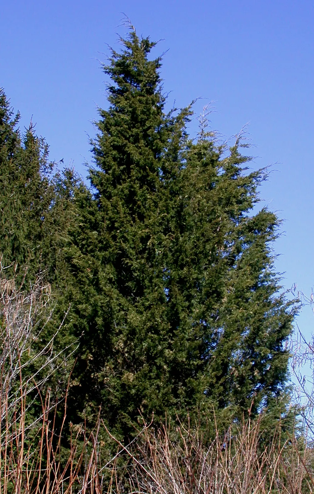 Red Cedar (Juniperus Virginiana) — This species is native to the eastern United States; combining both ornamental appeal and practicality