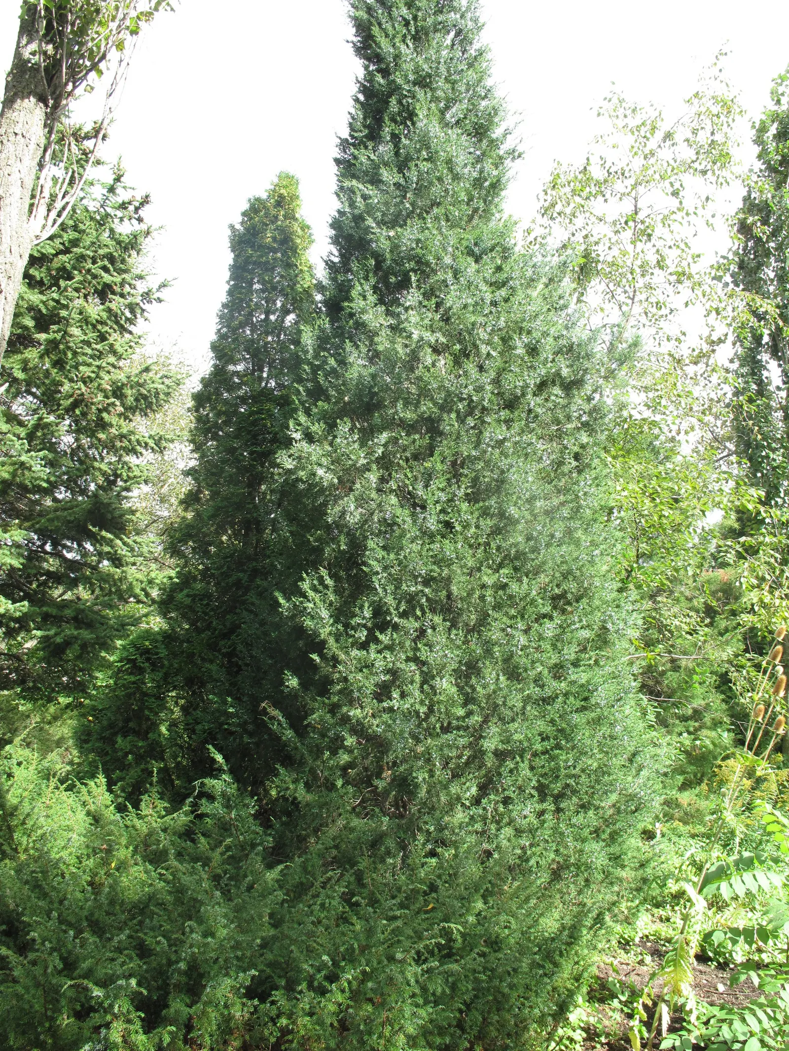 Red Cedar (Juniperus Virginiana) — Its berry-like cones attract wildlife, while withstanding poor soil and drought; maturing at 30-65 feet tall and 8-25 feet