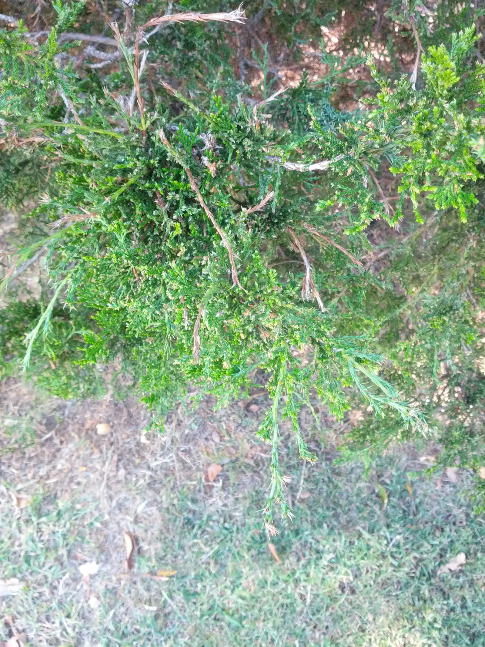 Red Cedar (Juniperus Virginiana) — dense pyramidal to columnar form.<br><br>Its foliage showcases fine-textured, image 44