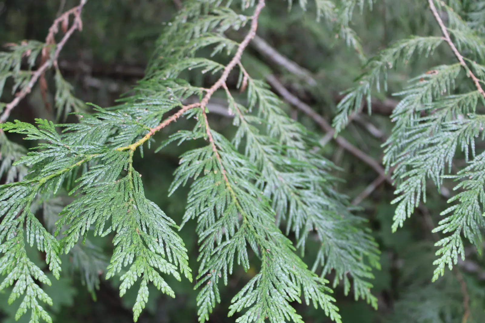 Red Cedar (Juniperus Virginiana) — and it can endure conditions from occasional droughts to salt sprays