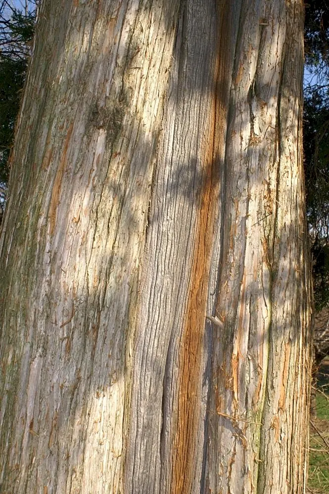 Red Cedar (Juniperus Virginiana) — maturing at 30-65 feet tall and 8-25 feet wide; during the winter, the foliage may develop bronze-toned highlights, adding