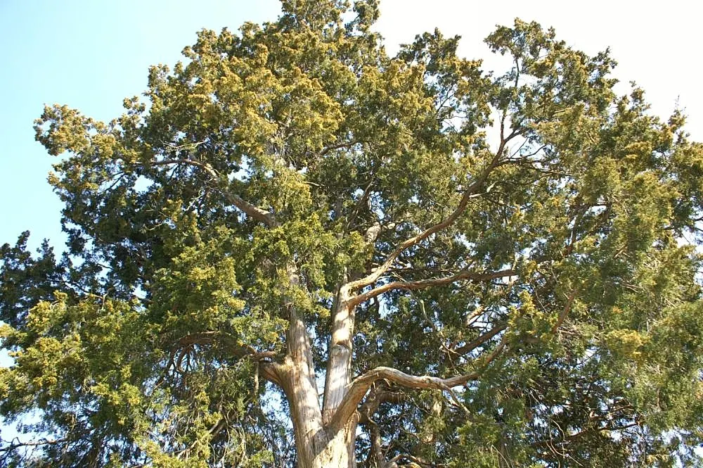 Red Cedar (Juniperus Virginiana) — Juniperus virginiana, commonly known as the Eastern Red Cedar, is a robust coniferous evergreen