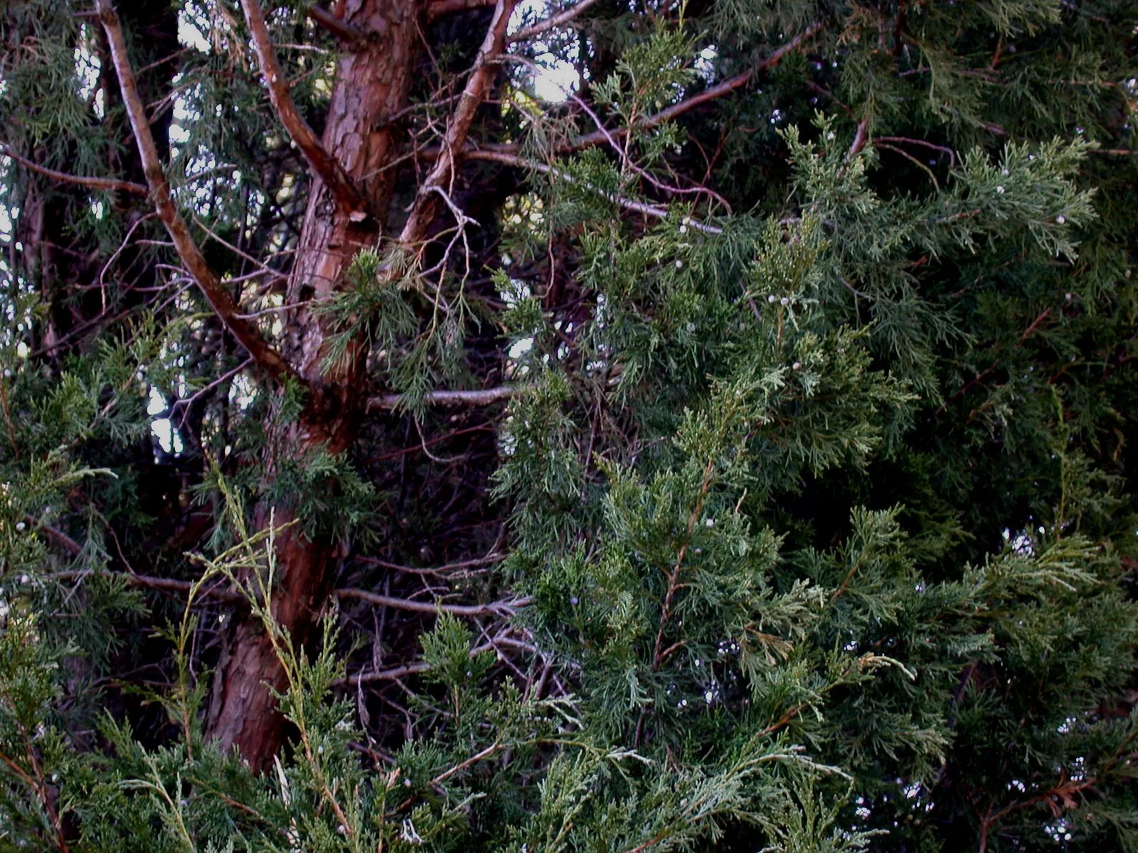 Red Cedar (Juniperus Virginiana) — silver-green hue all year long; conifer / tree for full