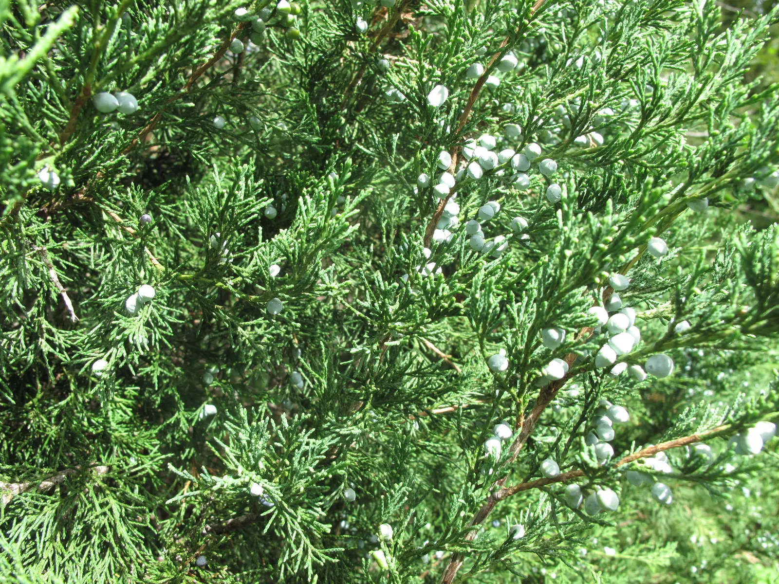 Red Cedar (Juniperus Virginiana) — maturing at 30-65 feet tall and 8-25 feet wide