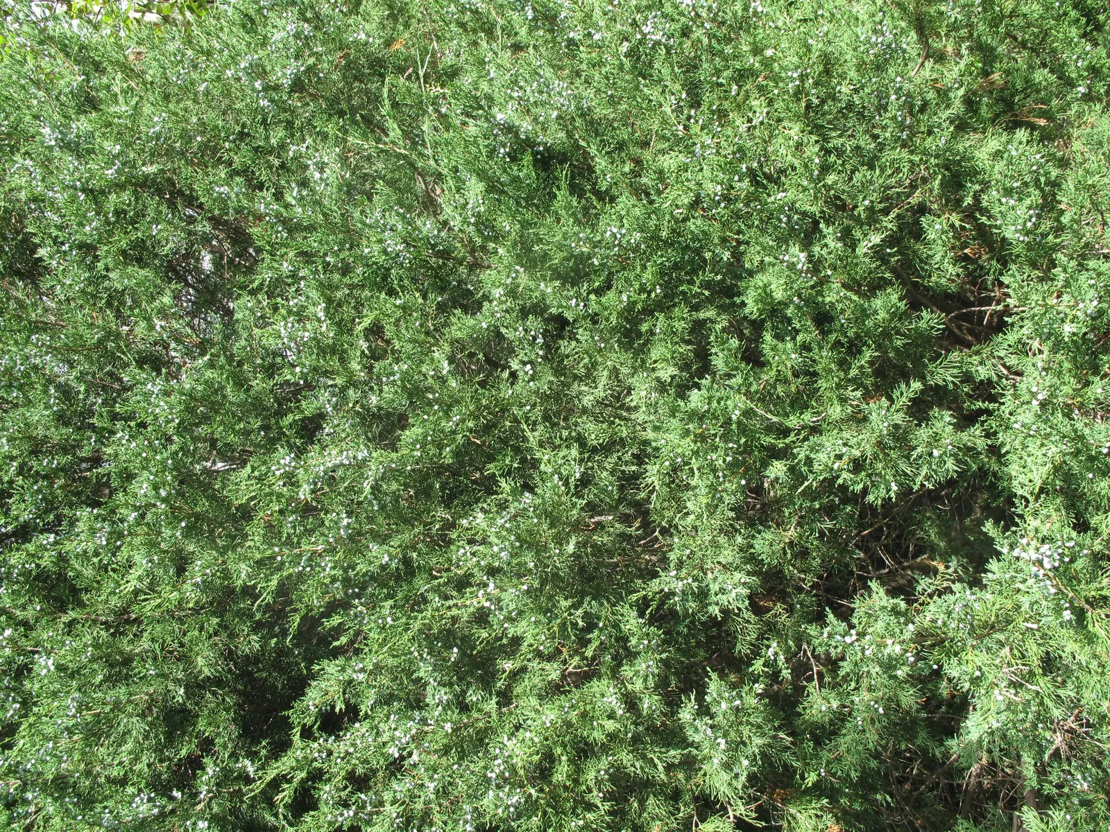Red Cedar (Juniperus Virginiana) — is a coniferous evergreen that offers robust character to any landscape design; making it a versatile choice for diversified
