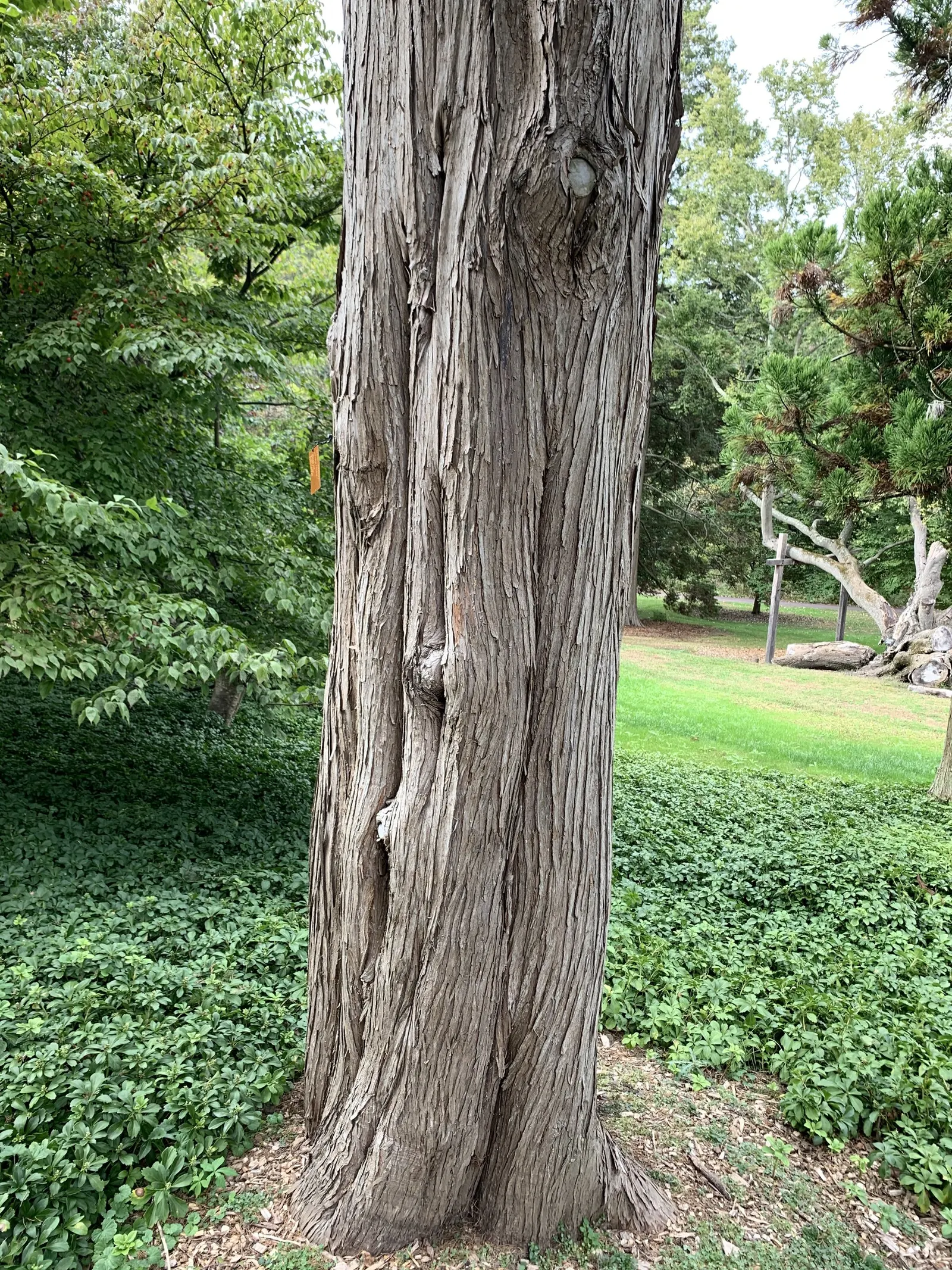 Red Cedar (Juniperus Virginiana) — and it can endure conditions from occasional droughts to salt sprays; the Red Cedar can attain a mature height of 40 to 50