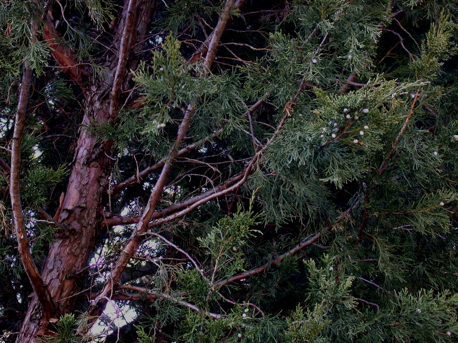 Red Cedar (Juniperus Virginiana) — where it thrives in hardiness zones 2 through 9; scale-like needles which impart a deep