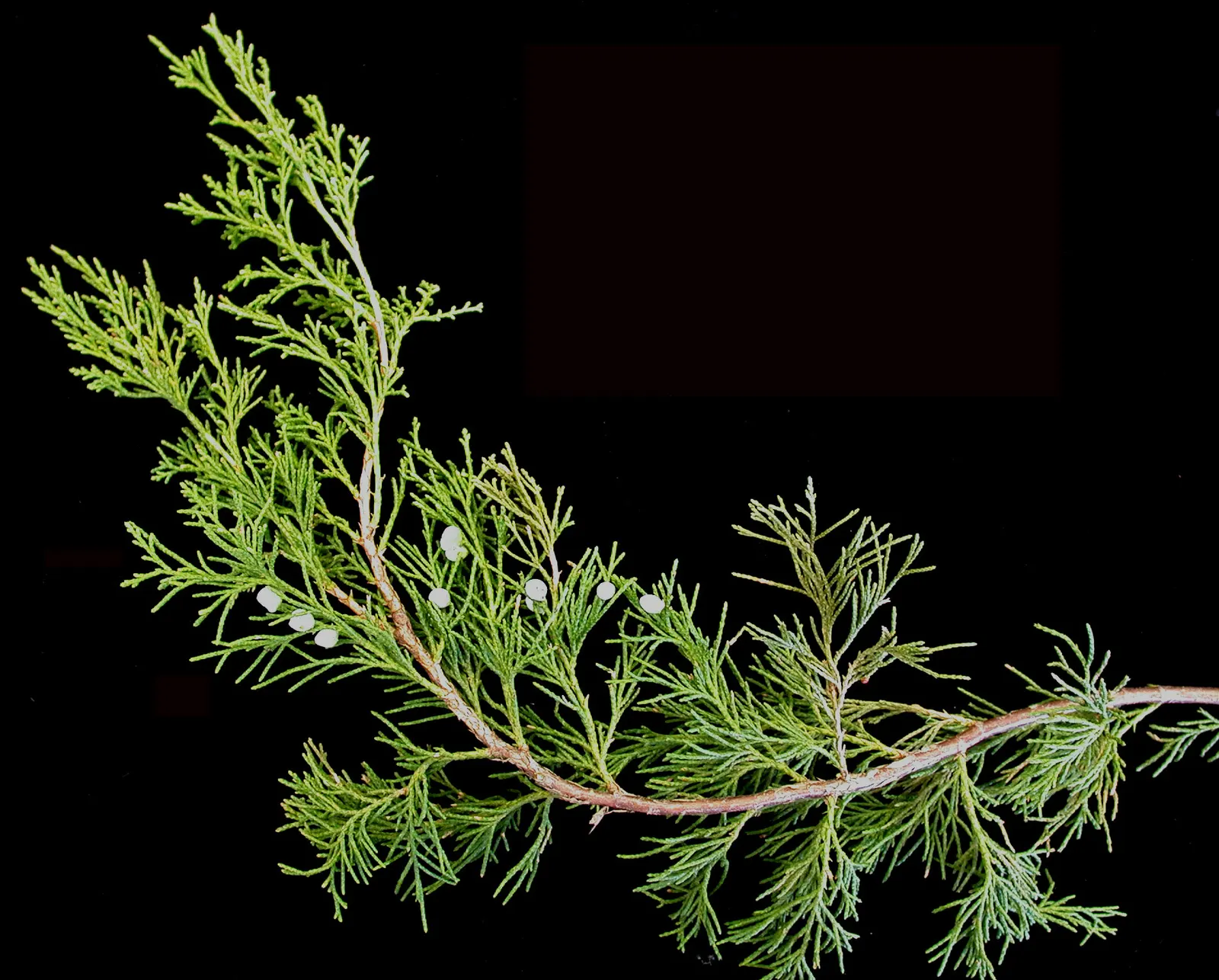 Red Cedar (Juniperus Virginiana) — aromatic foliage and a conical to columnar shape; where it thrives in hardiness zones 2 through 9