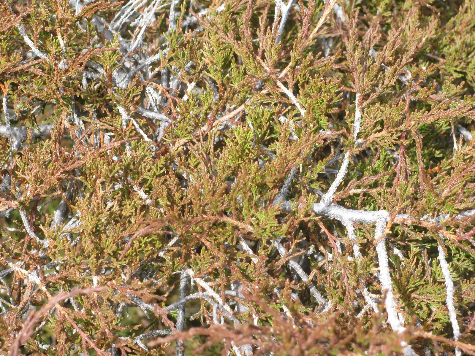 Red Cedar (Juniperus Virginiana) — symbolizing hardy adaptability to a wide range of climates