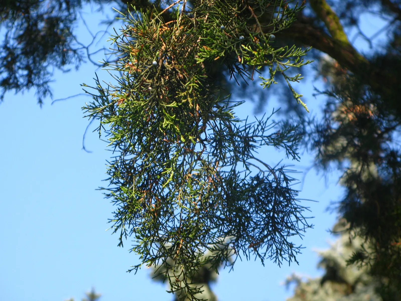 Red Cedar (Juniperus Virginiana) — Ideal for windbreaks and privacy screens with its resilient, low-maintenance character