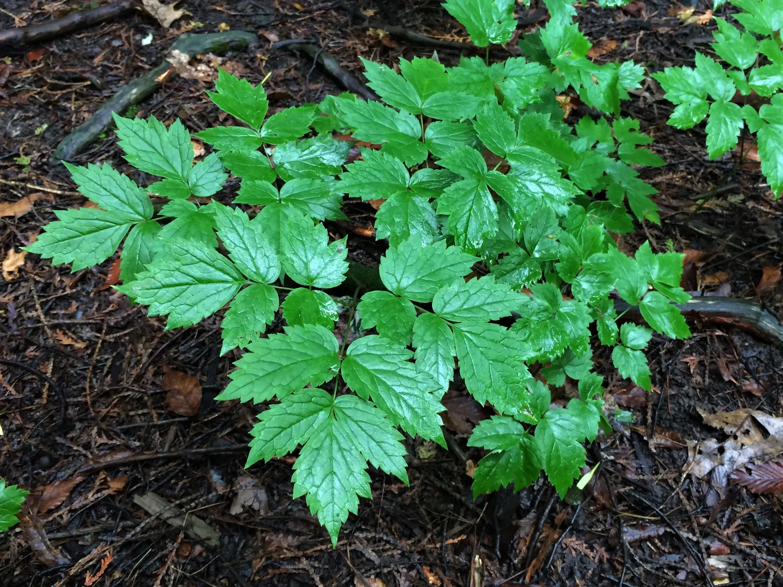 Red Cedar (Juniperus Virginiana) — thanks to its dense growth habit.<br><br>When planning