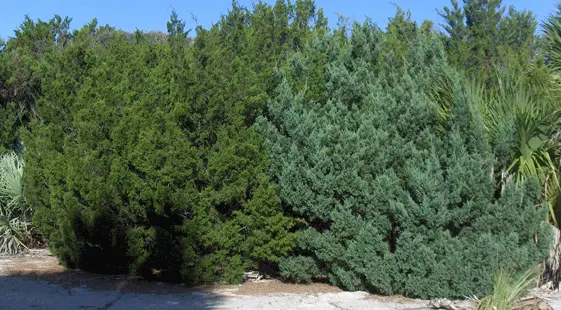 Red Cedar (Juniperus Virginiana) — The Red Cedar can attain a mature height of 40 to 50 feet with a spread of 8 to 20 feet