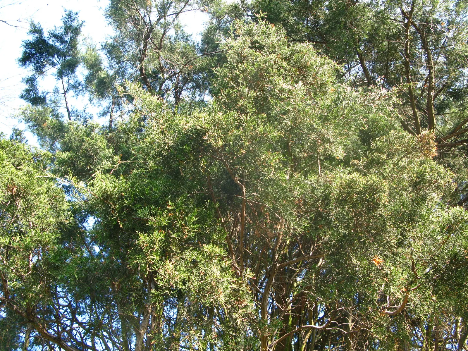 Red Cedar (Juniperus Virginiana) — This species is native to the eastern United States