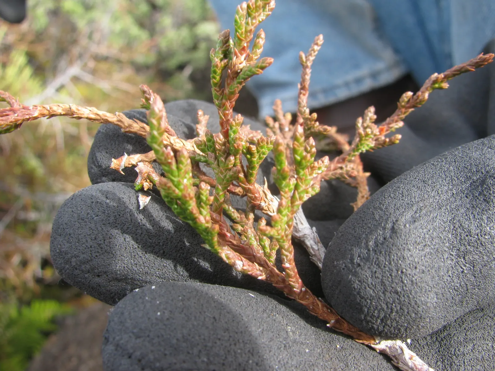 Red Cedar (Juniperus Virginiana) — combining both ornamental appeal and practicality