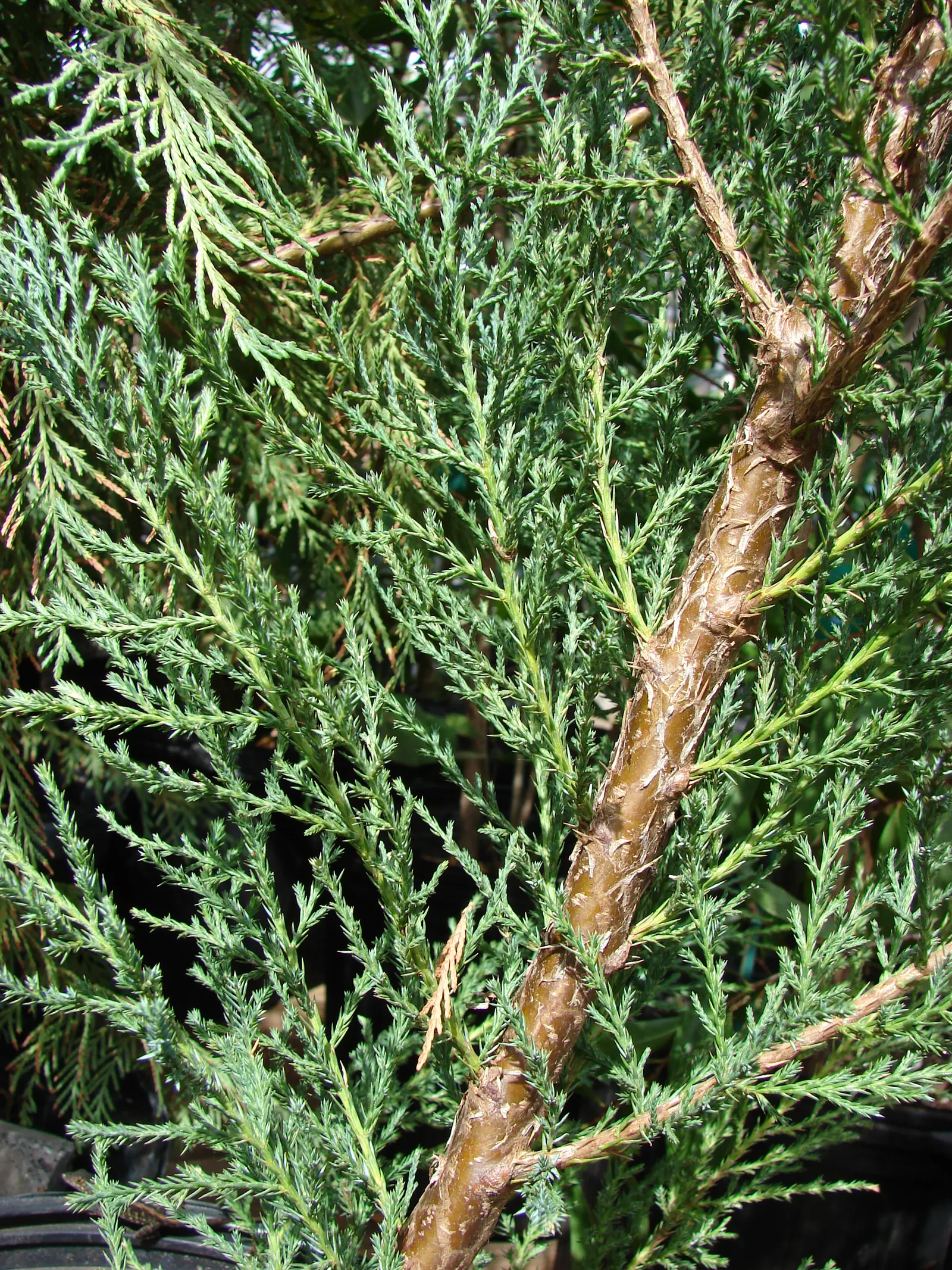 Red Cedar (Juniperus Virginiana) — commonly referred to as the Eastern Red Cedar