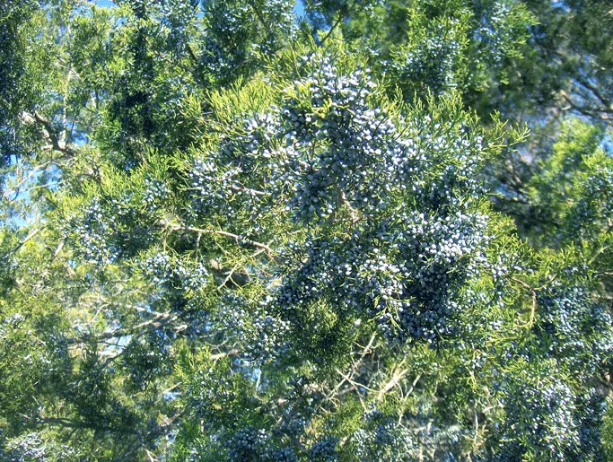 Red Cedar (Juniperus Virginiana) — providing stately vertical accents along with a handsome