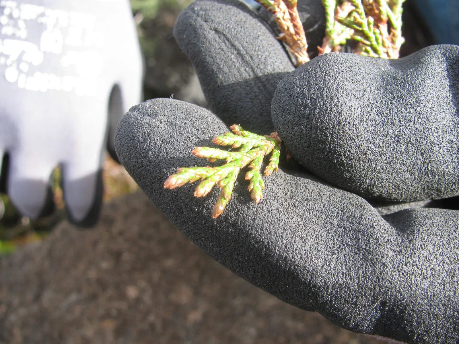 Red Cedar (Juniperus Virginiana) — where it thrives in hardiness zones 2 through 9