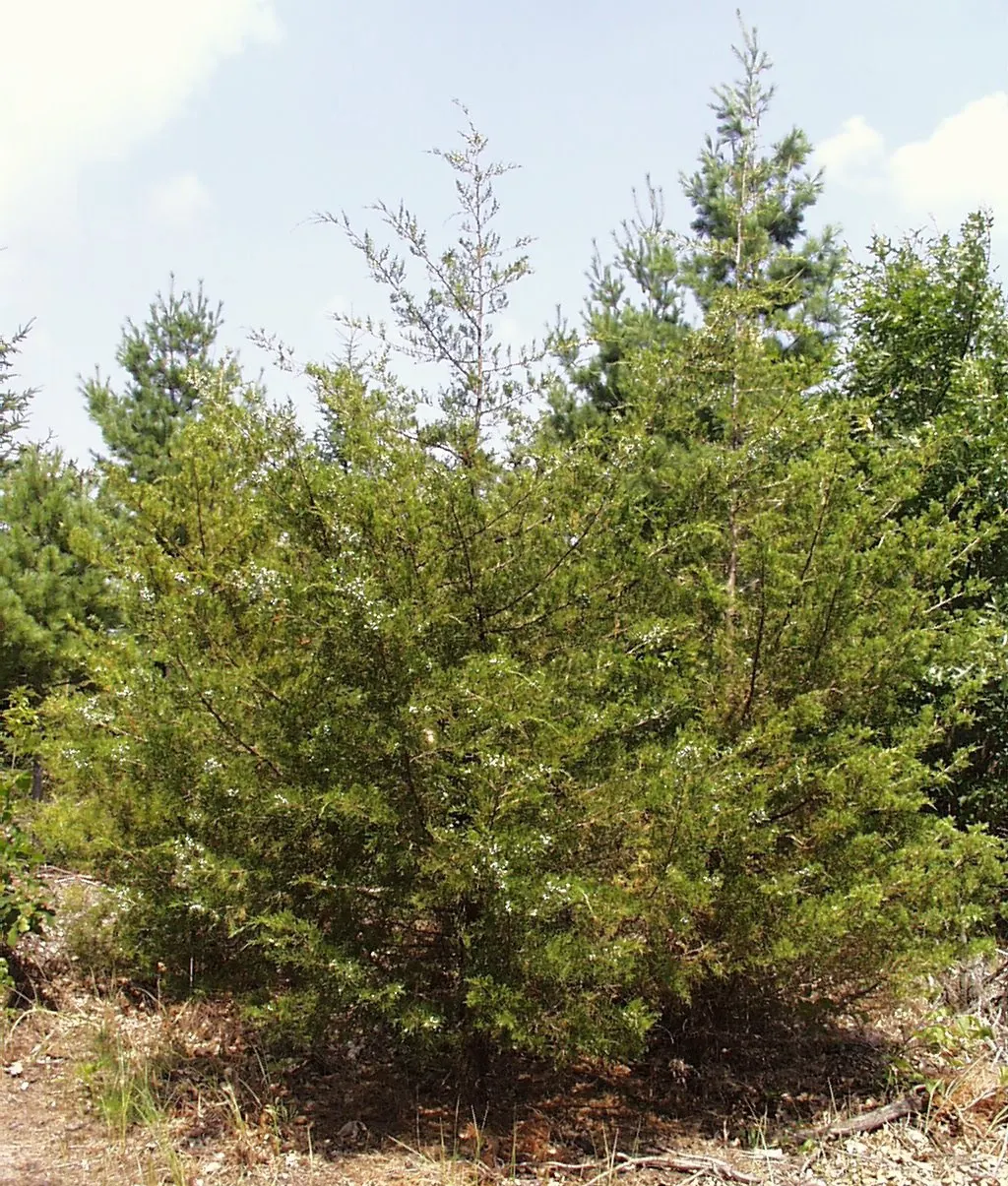 Red Cedar (Juniperus Virginiana) — silver-green hue all year long
