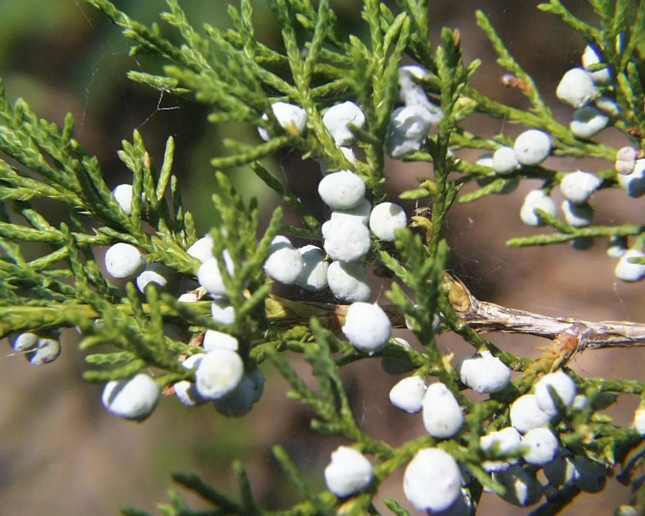 Red Cedar (Juniperus Virginiana) — dense pyramidal to columnar form.<br><br>Its foliage showcases fine-textured