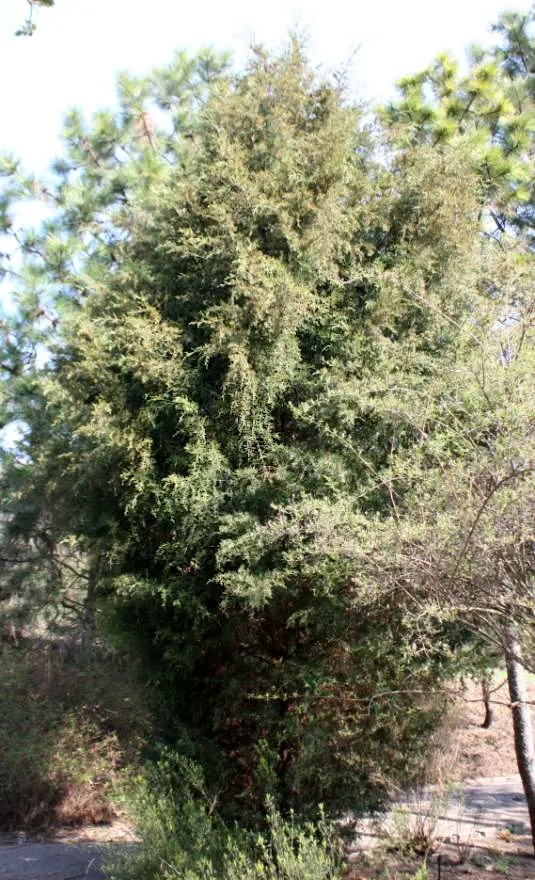 Red Cedar (Juniperus Virginiana) — scale-like needles which impart a deep