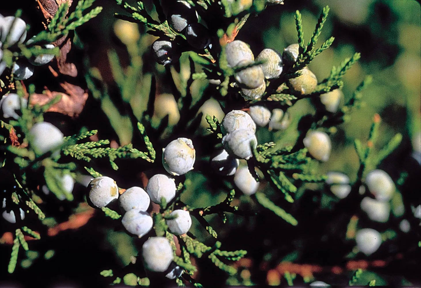 Red Cedar (Juniperus Virginiana) — During the winter, the foliage may develop bronze-toned highlights, adding seasonal interest