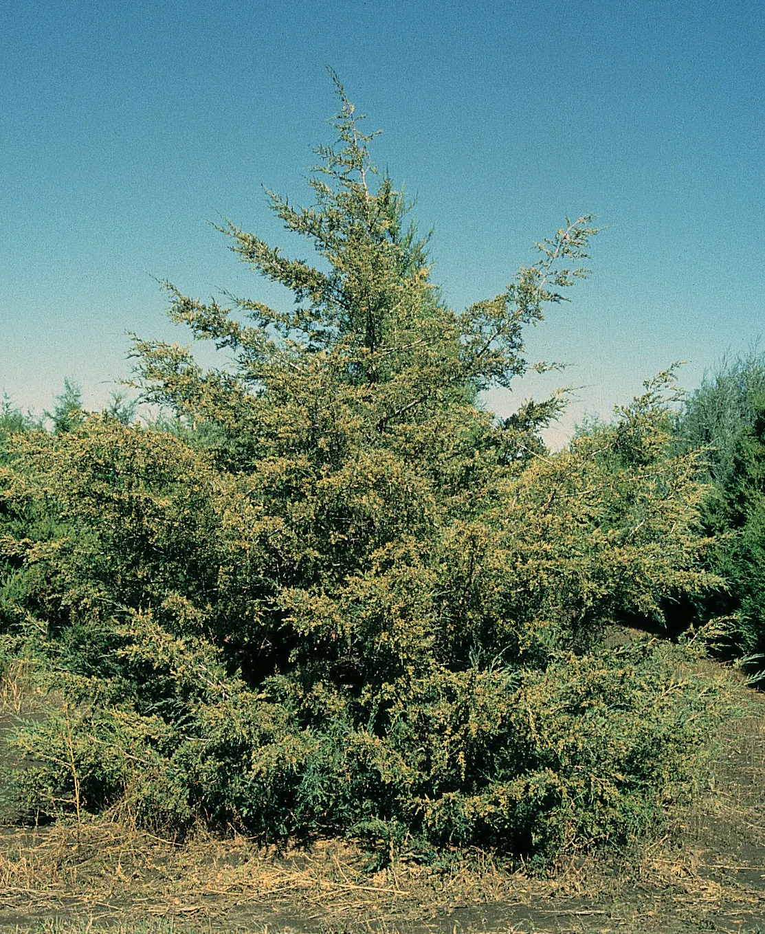 Red Cedar (Juniperus Virginiana) — tolerating a variety of soils from moist to dry