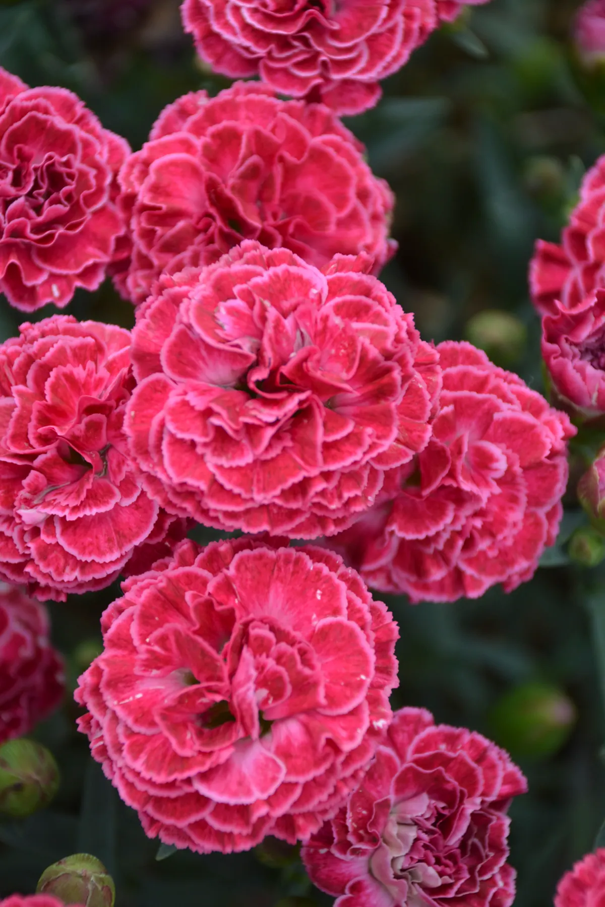 'Raspberry Ruffles' Pinks (Dianthus hybrid) — Proven Winners - Fruit Punch® 'Raspberry Ruffles' - Pinks - Dianthus hybrid pink raspberry pink plant details