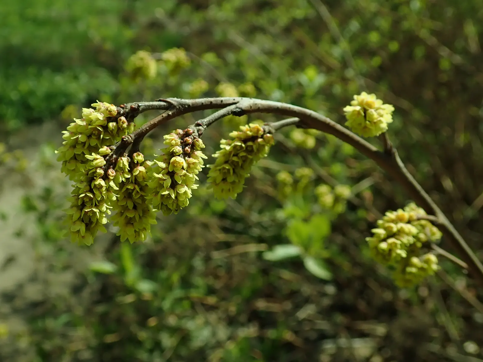 Fragrant Sumac (Rhus Aromatica) — This low-maintenance native thrives in zones 3-9; enhancing the autumnal palette of any landscape, image 47