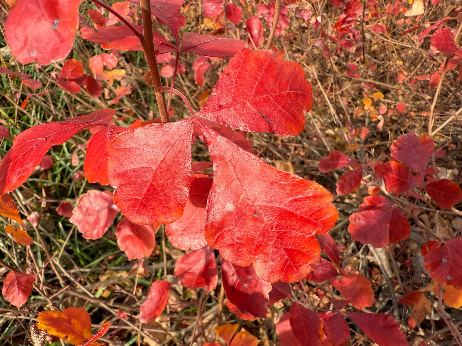 Fragrant Sumac (Rhus Aromatica) — Fragrant Sumac adapts well to naturalized plantings; enhancing the autumnal palette of any landscape, image 59