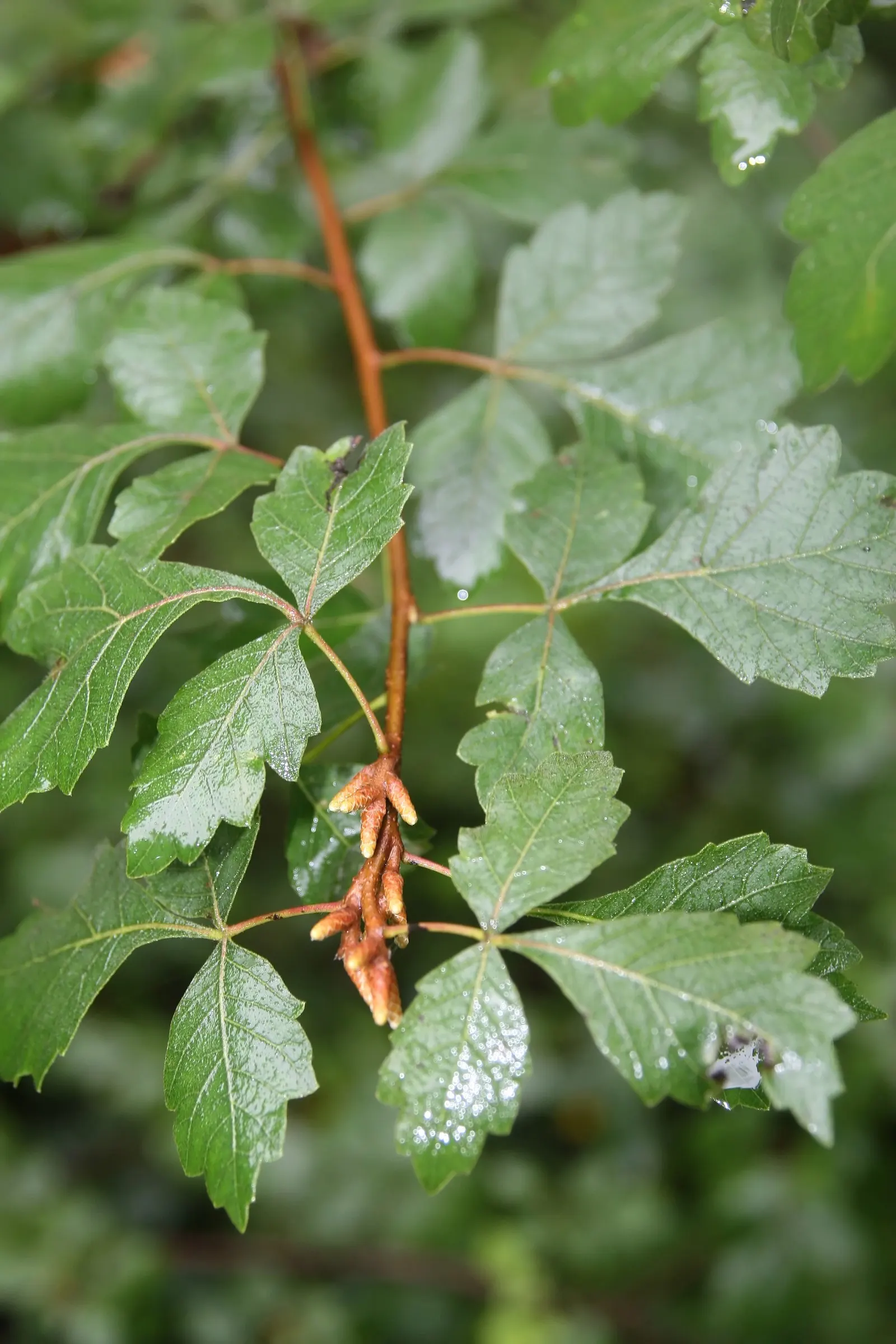 Fragrant Sumac (Rhus Aromatica) — followed by hairy red berries which persist into winter and attract a variety of wildlife; it boasts clusters of small yellow