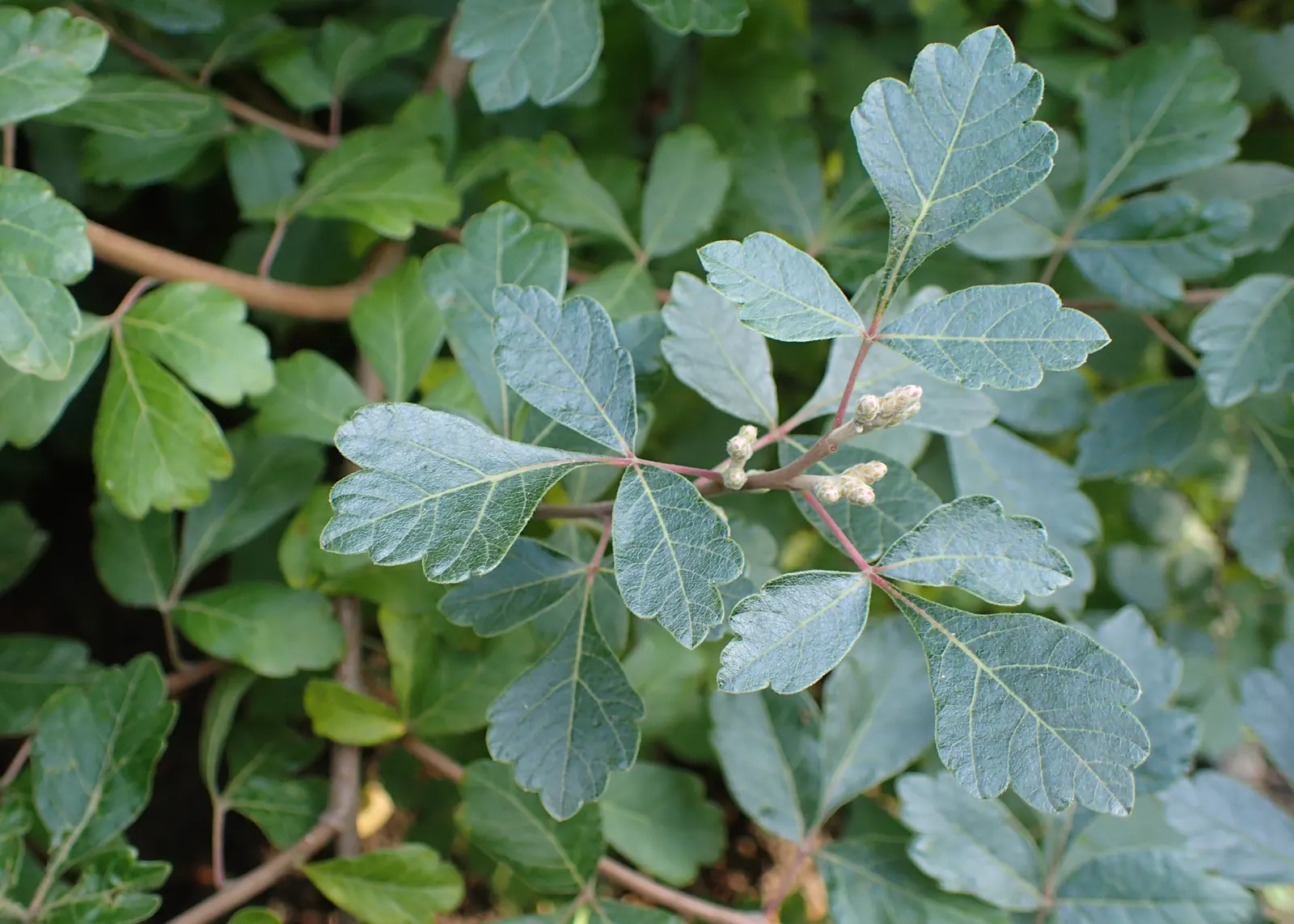 Fragrant Sumac (Rhus Aromatica) — followed by hairy red berries which persist into winter and attract a variety of wildlife
