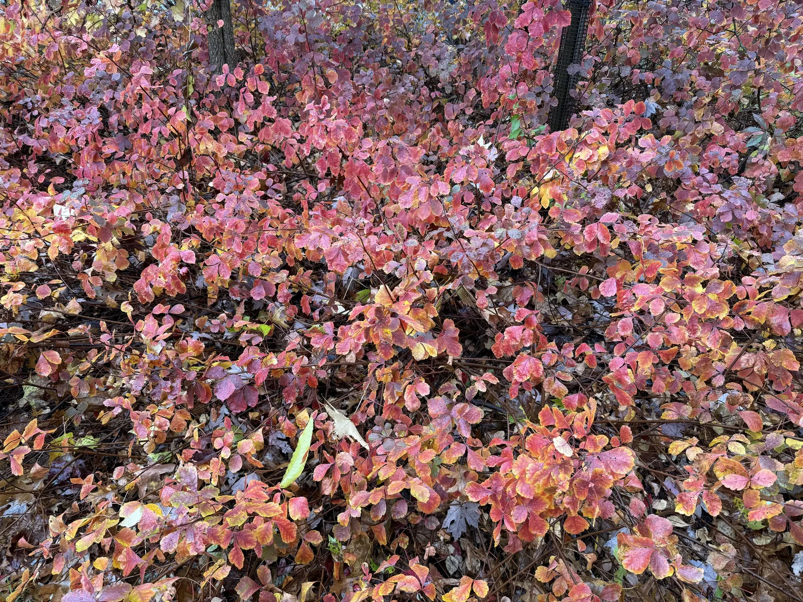 Fragrant Sumac (Rhus Aromatica) — shrub with white blooms; enhancing the autumnal palette of any landscape, image 62