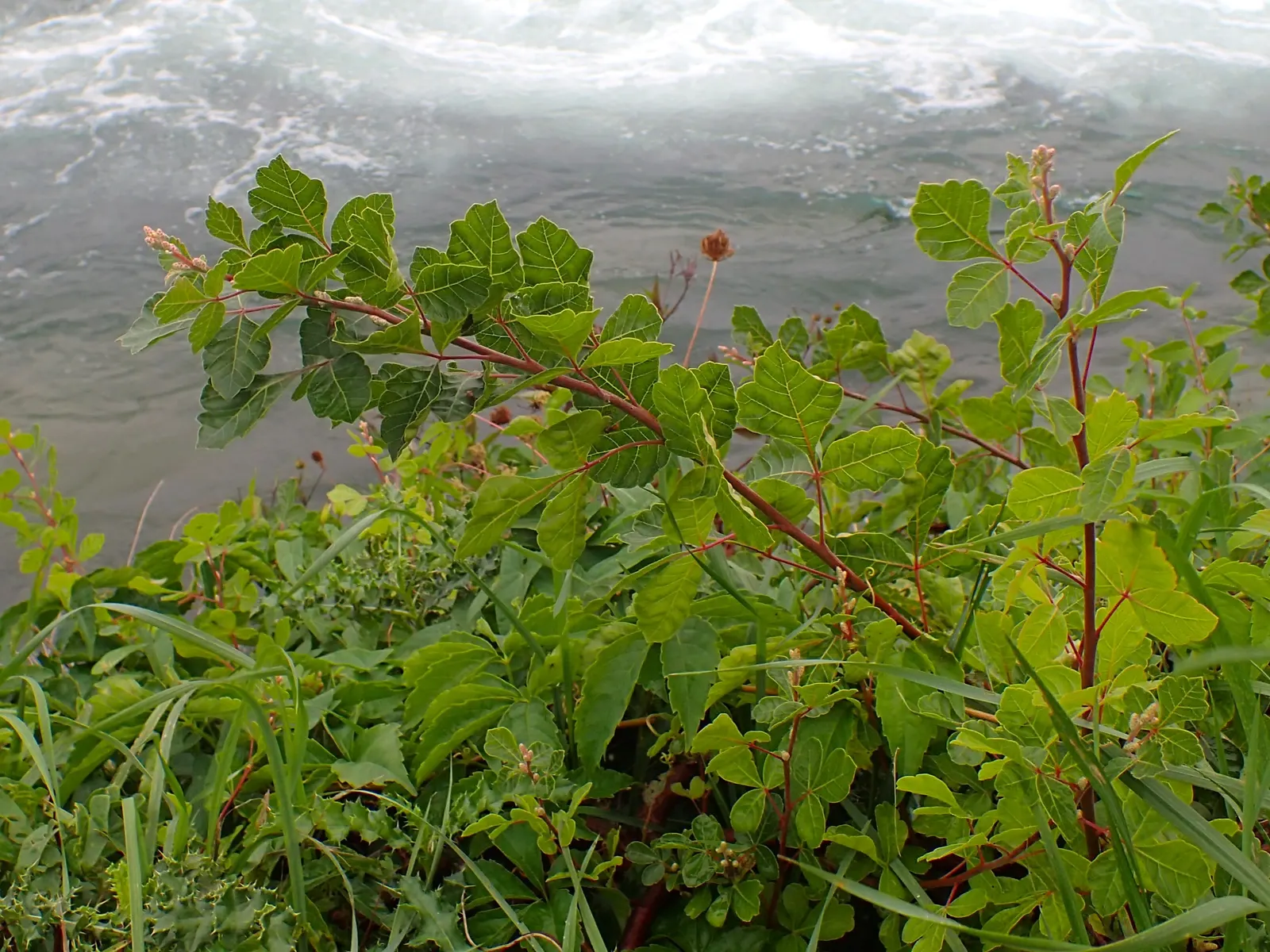 Fragrant Sumac (Rhus Aromatica) — making it ideal for naturalized or erosion-prone areas; it boasts clusters of small yellow flowers in early spring before the
