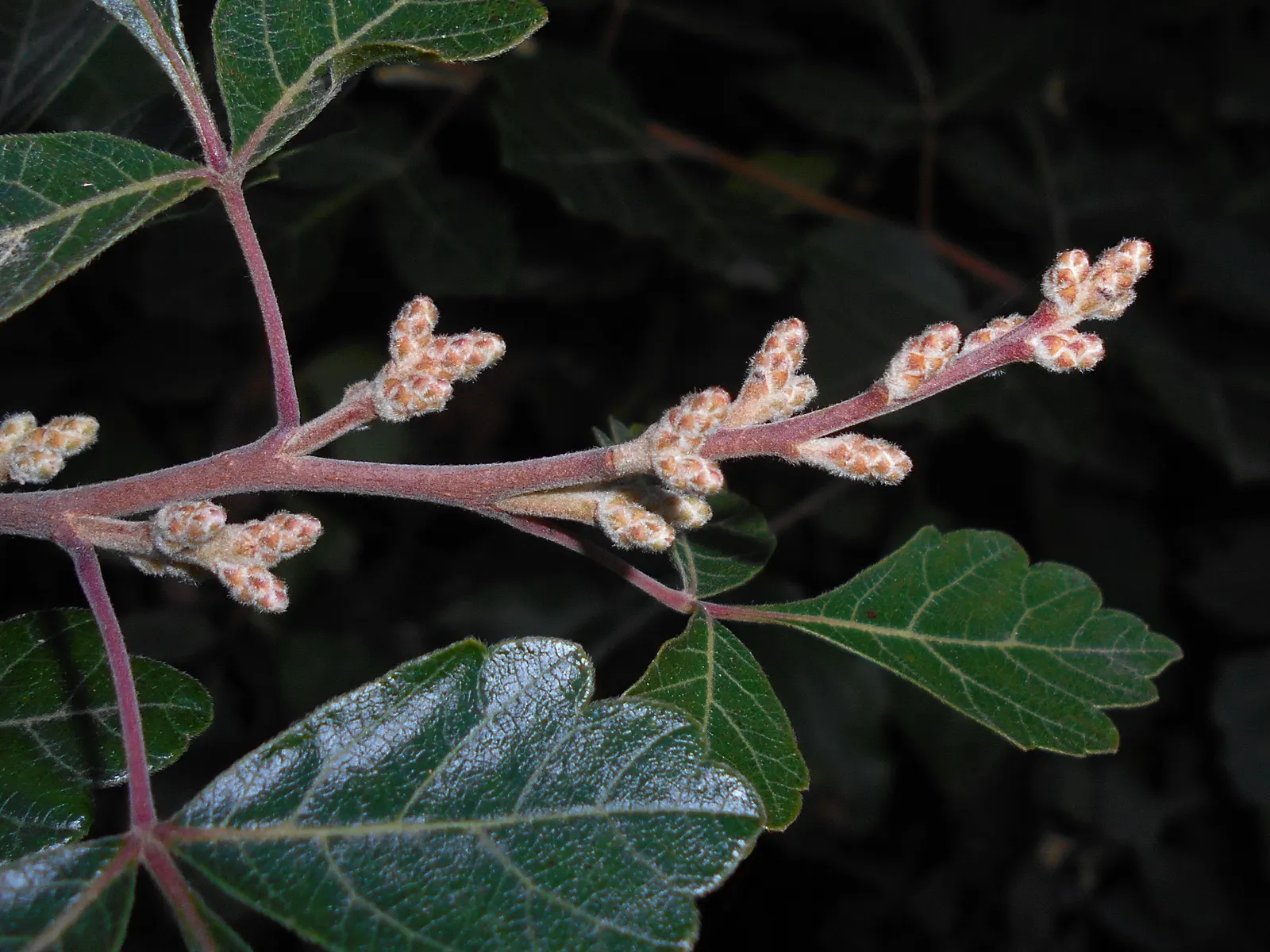 Fragrant Sumac (Rhus Aromatica) — Renowned for its aromatic foliage; enhancing the autumnal palette of any landscape, image 44