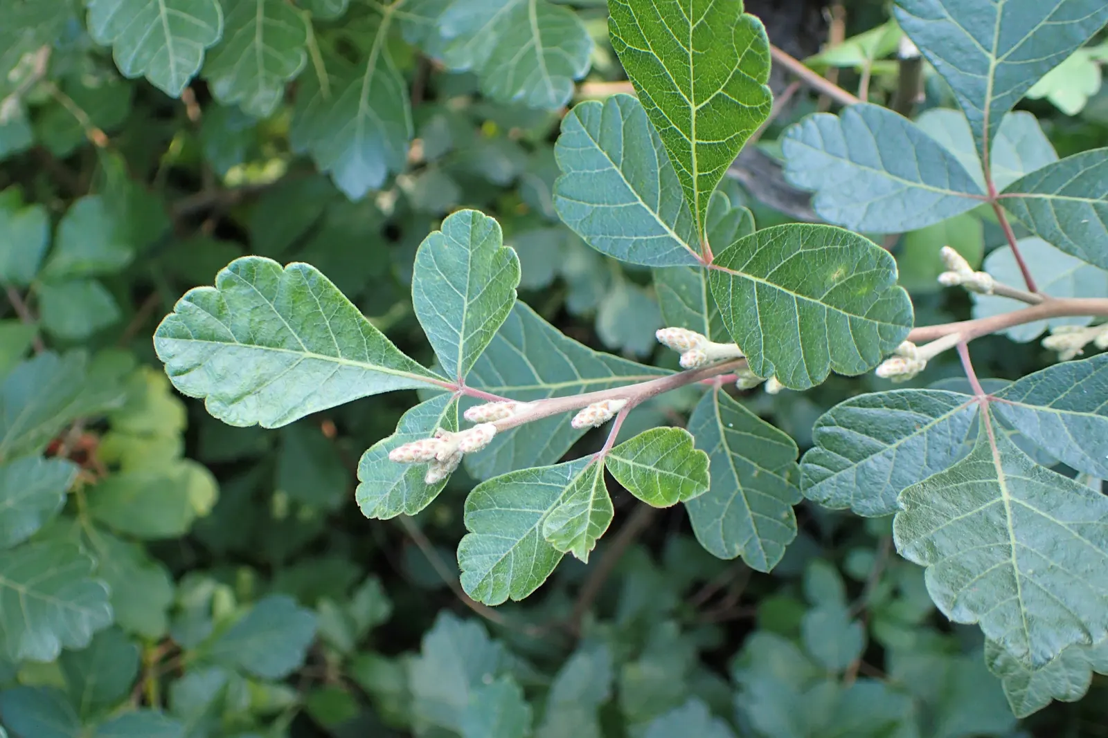 Fragrant Sumac (Rhus Aromatica) — This shrub requires minimal maintenance and is relatively resistant to disease and pests; it boasts clusters of small yellow