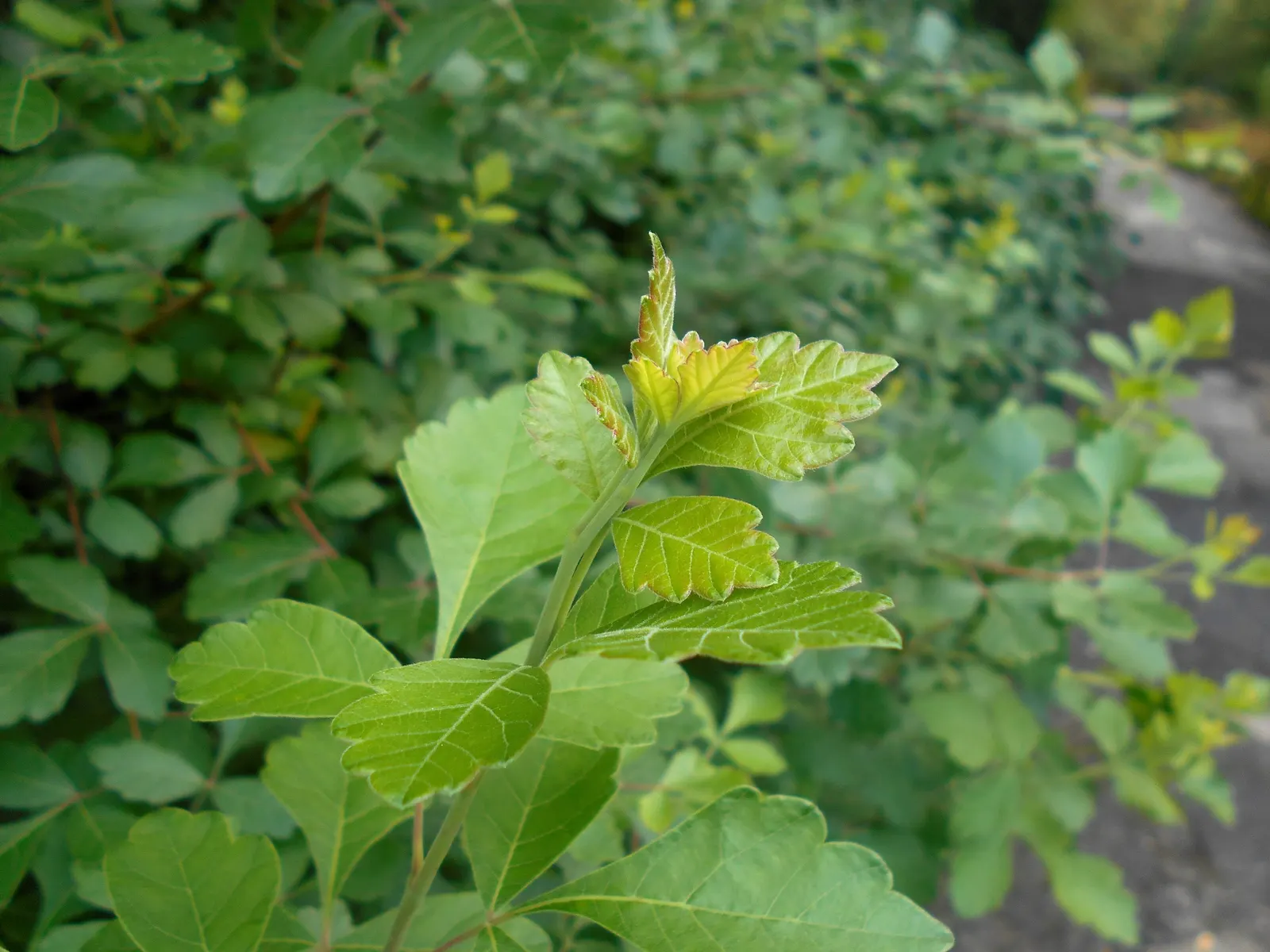 Fragrant Sumac (Rhus Aromatica) — Fragrant Sumac adapts well to naturalized plantings; enhancing the autumnal palette of any landscape