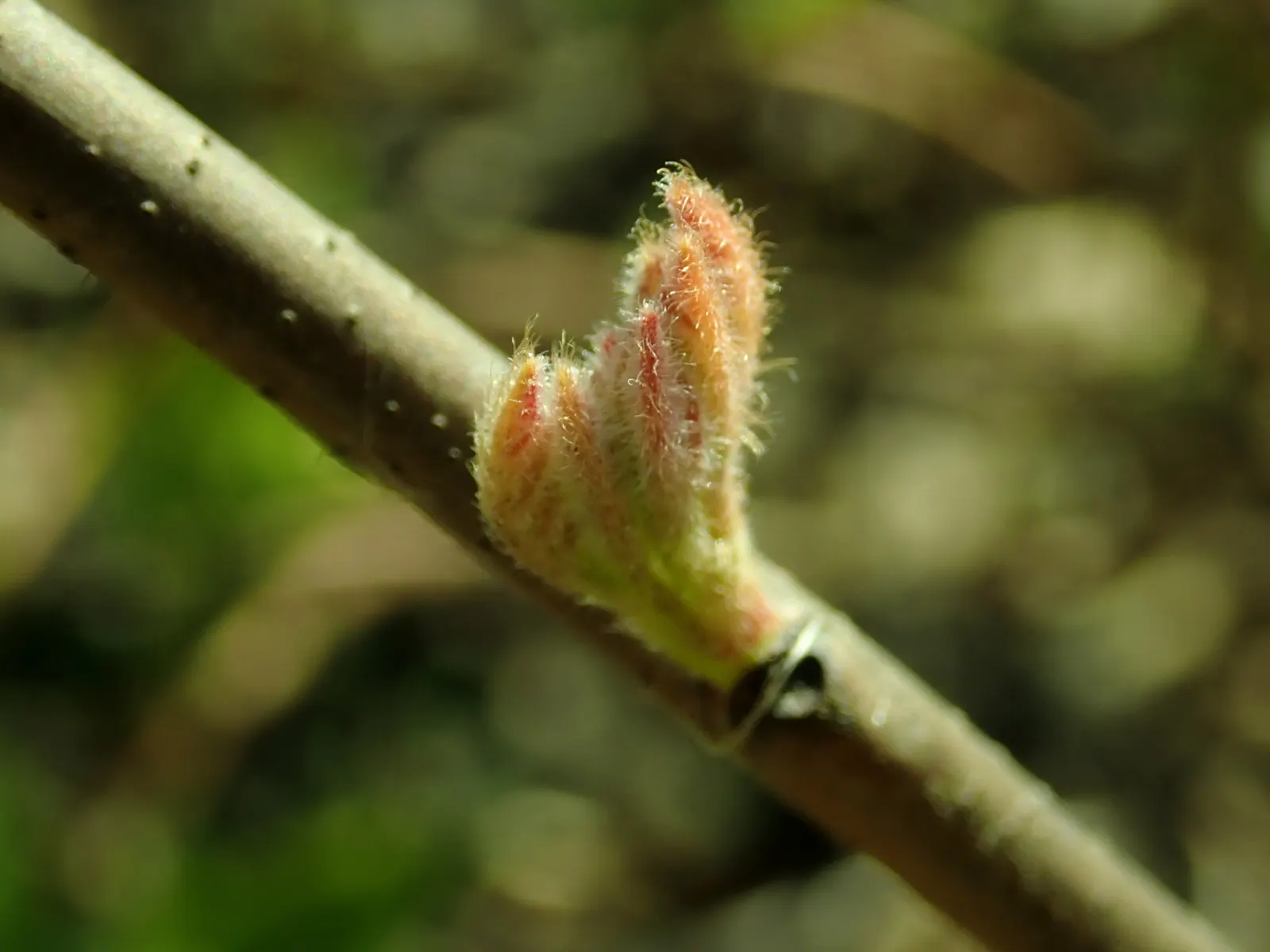 Fragrant Sumac (Rhus Aromatica) — This low-maintenance native thrives in zones 3-9; enhancing the autumnal palette of any landscape