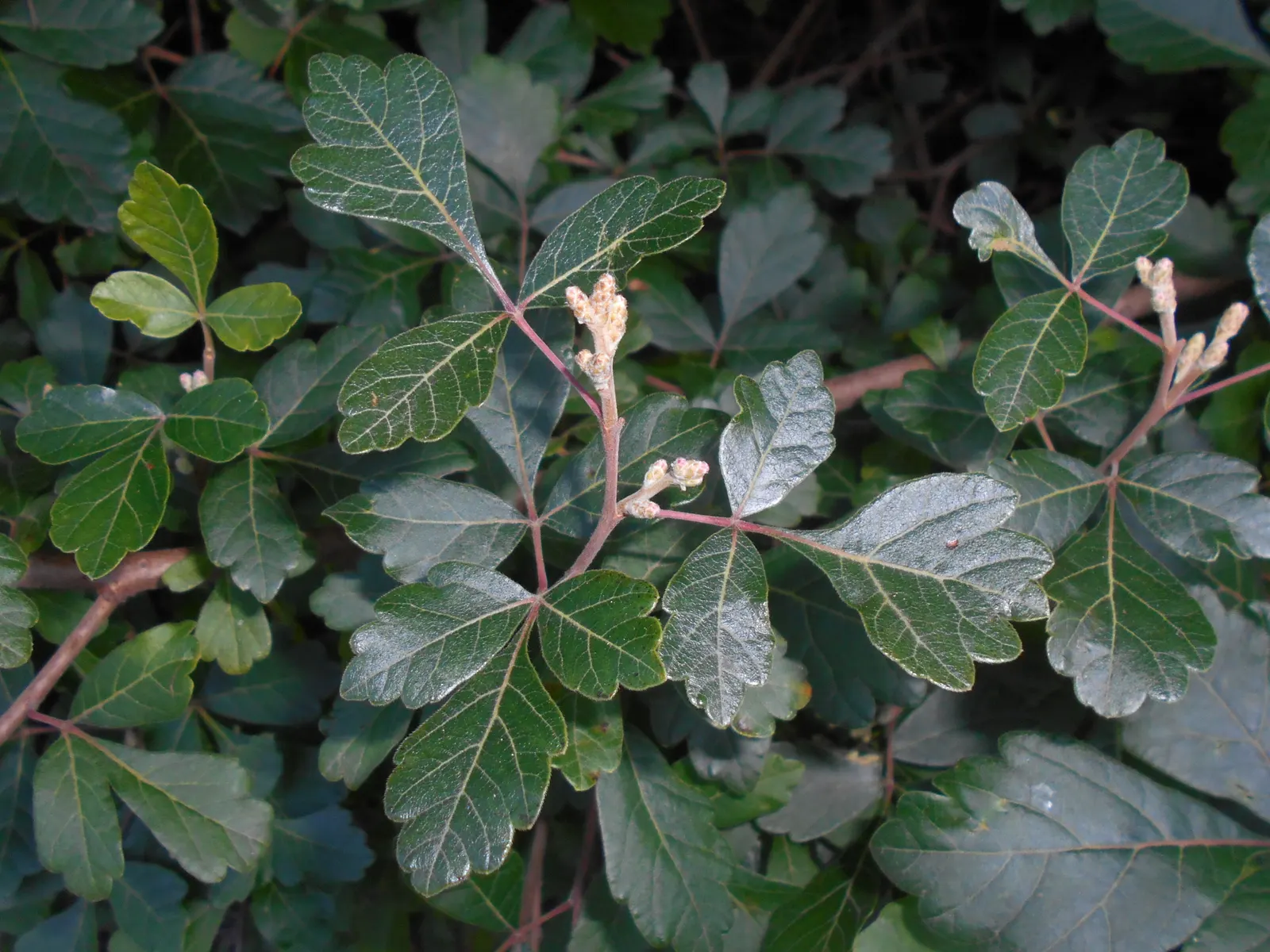Fragrant Sumac (Rhus Aromatica) — shrub with white blooms; enhancing the autumnal palette of any landscape