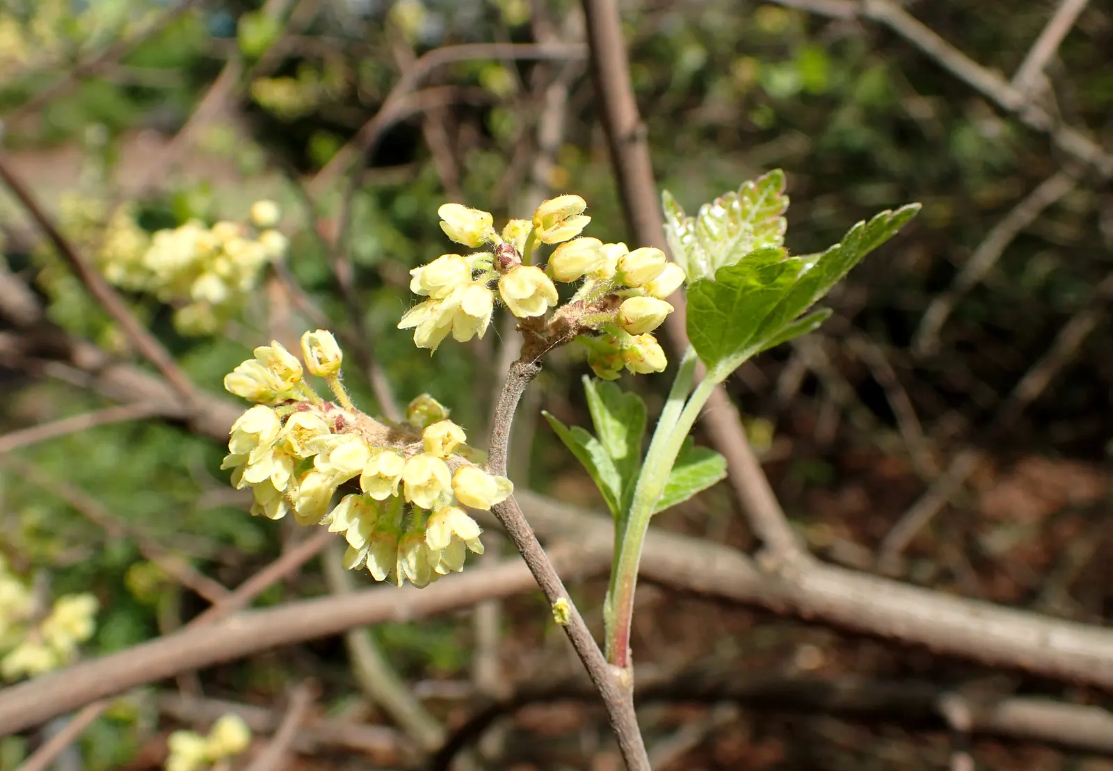 Fragrant Sumac (Rhus Aromatica) — It is highly tolerant of drought