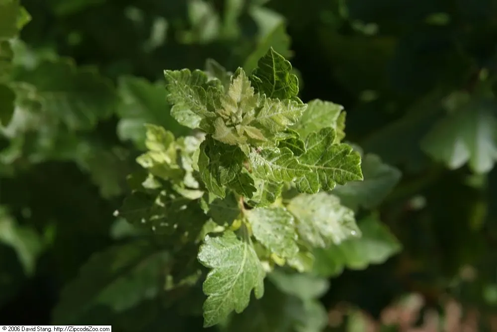 Fragrant Sumac (Rhus Aromatica) — Spring welcomes small yellow flowers; providing year-round interest and ecological benefits to garden spaces, image 54