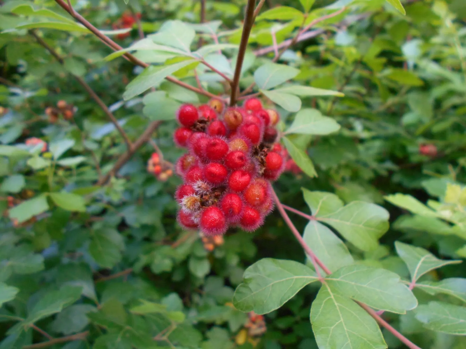 Fragrant Sumac (Rhus Aromatica) — Renowned for its aromatic foliage; enhancing the autumnal palette of any landscape, image 65