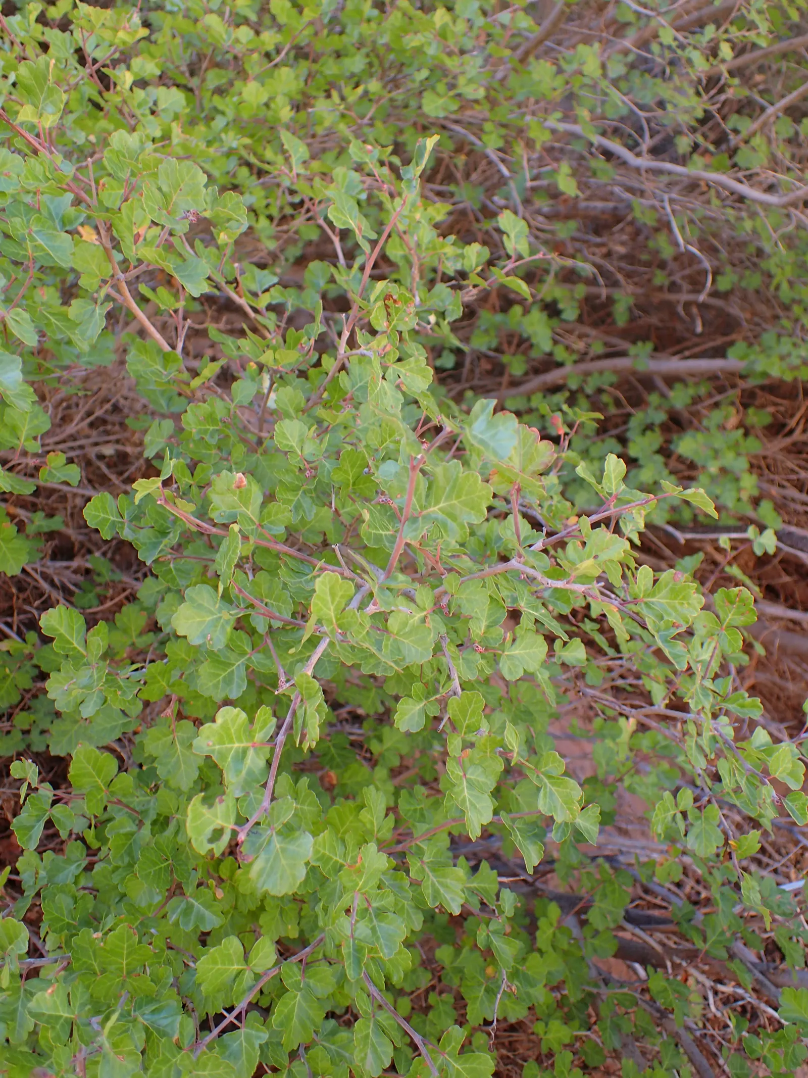 Fragrant Sumac (Rhus Aromatica) — It is highly tolerant of drought; enhancing the autumnal palette of any landscape, image 56