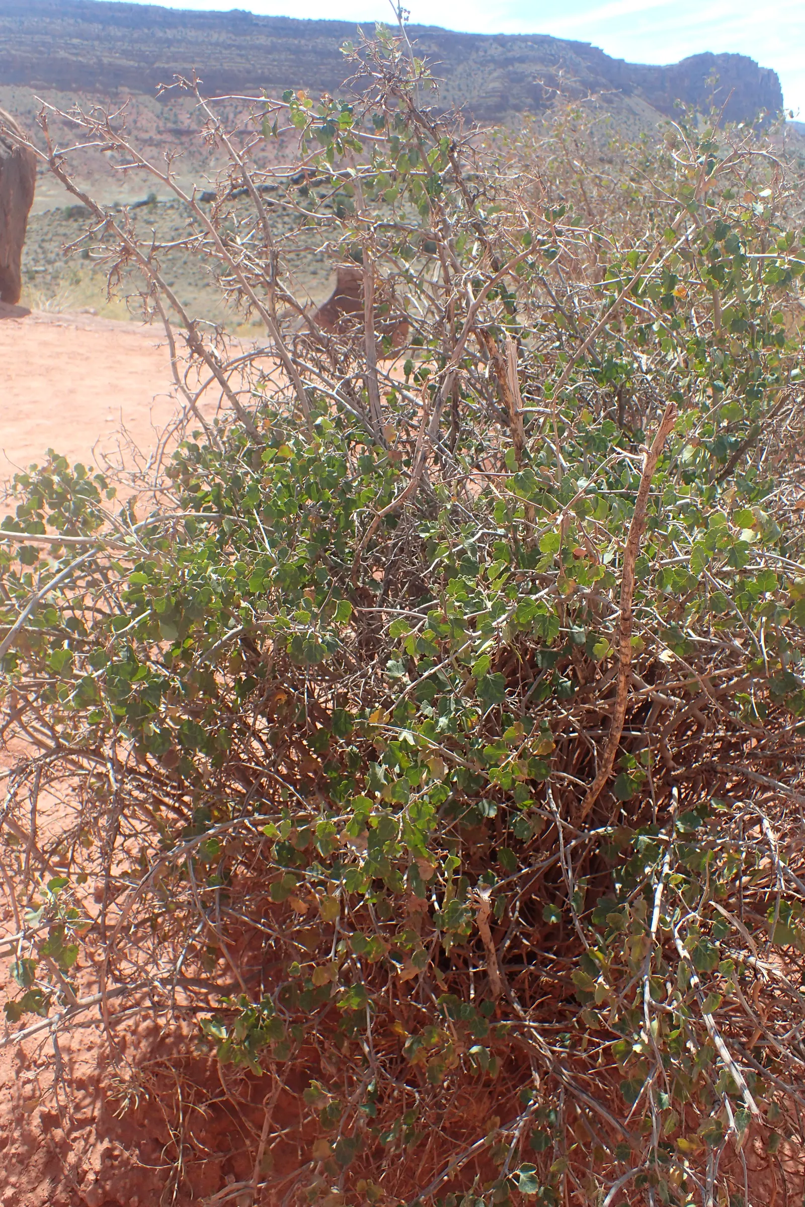 Fragrant Sumac (Rhus Aromatica) — It is highly tolerant of drought; enhancing the autumnal palette of any landscape