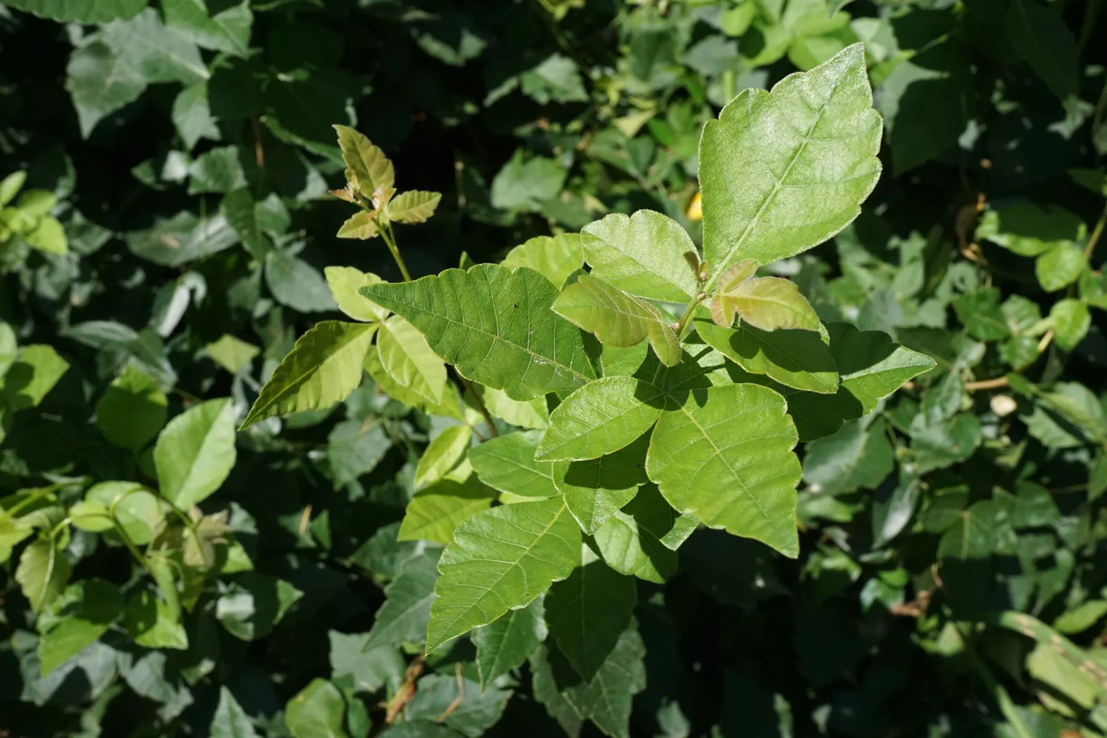 Fragrant Sumac (Rhus Aromatica) — This low-maintenance native thrives in zones 3-9