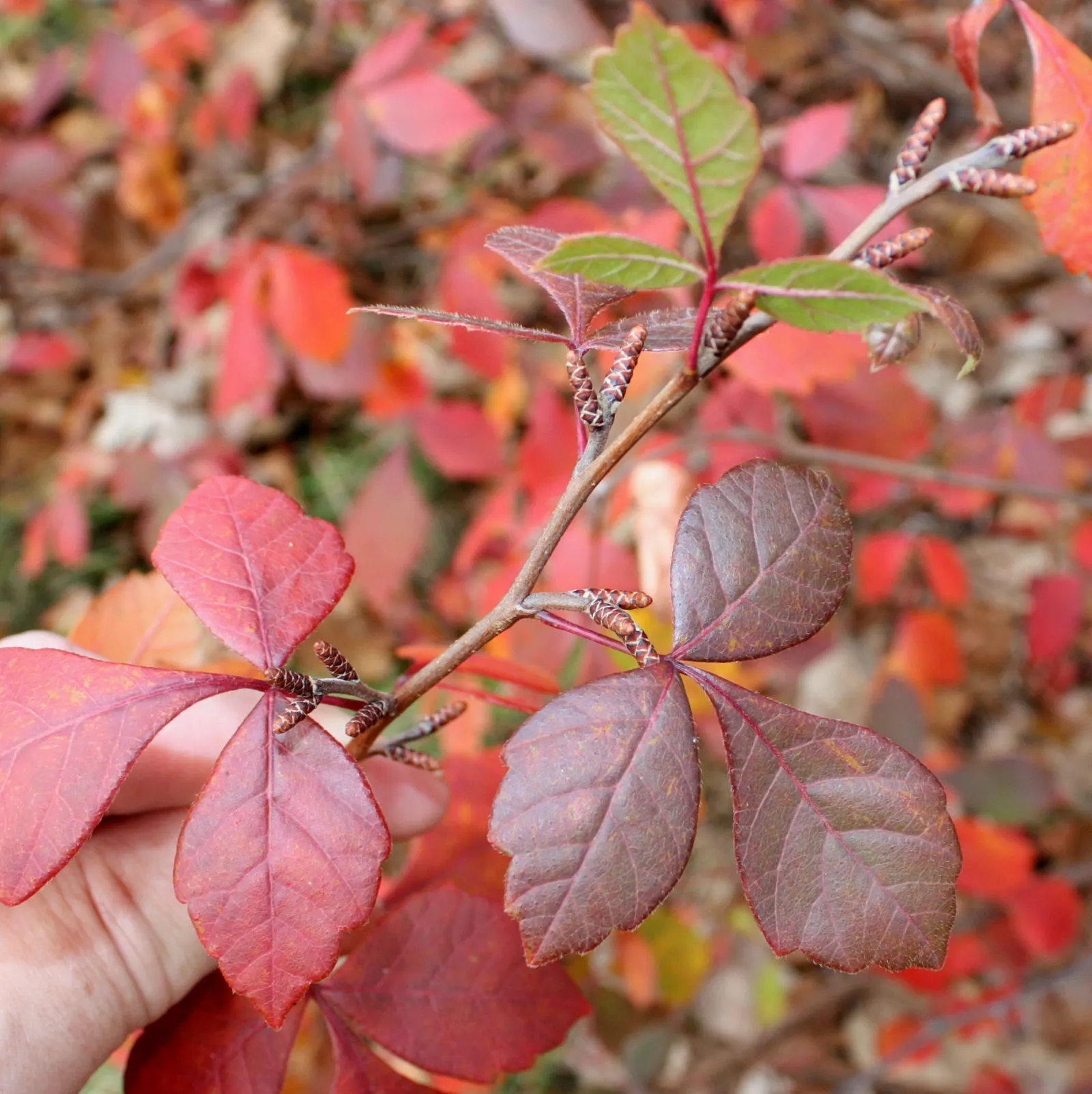 Fragrant Sumac (Rhus Aromatica) — white flowers in the garden; it boasts clusters of small yellow flowers in early spring before the leaves emerge