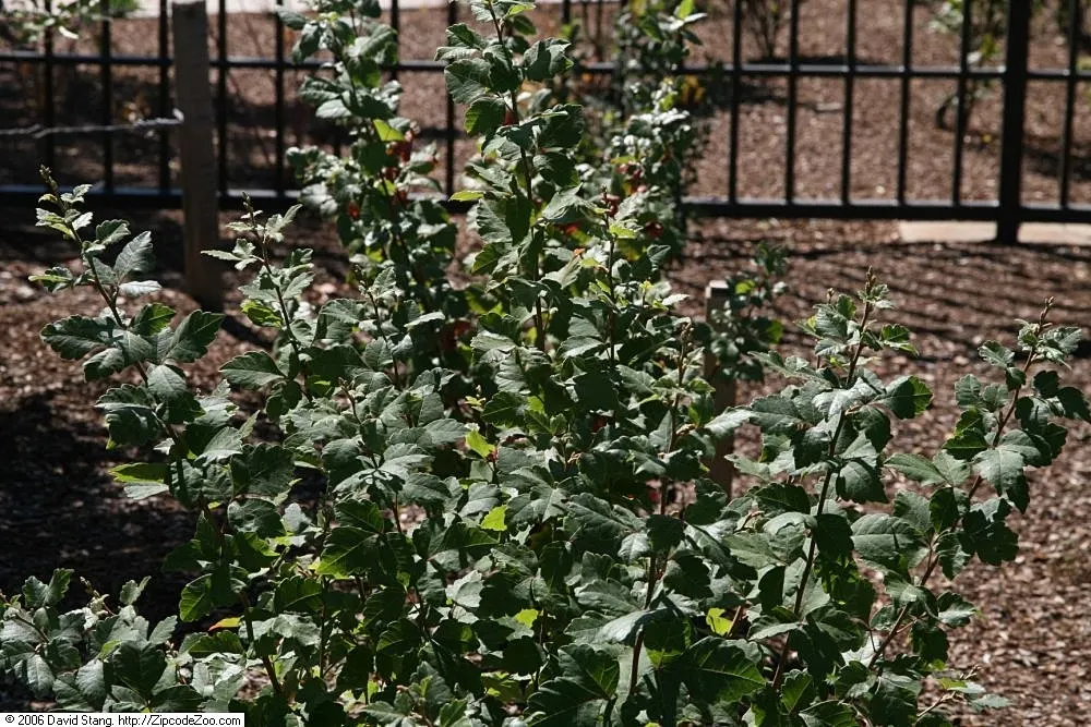 Fragrant Sumac (Rhus Aromatica) — it boasts clusters of small yellow flowers in early spring before the leaves emerge, image 25